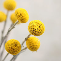 Golden Dried Billy Ball Bouquet