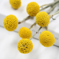 Golden Dried Billy Ball Bouquet