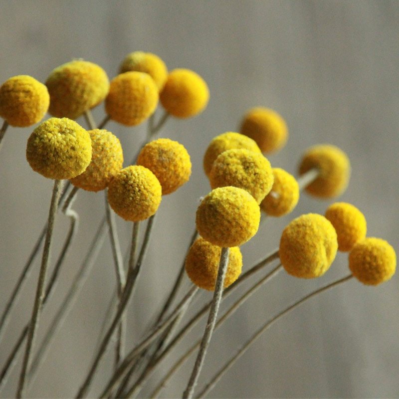 Golden Dried Billy Ball Bouquet